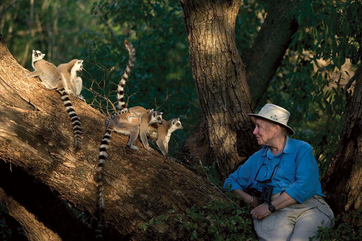 <i>Thank You, Madagascar</i>: Diary of a life among lemurs