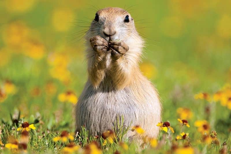 New Scientist. Science news and long reads from expert journalists, covering developments in science, technology, health and the environment on the website and the magazine.