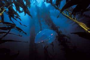 Did neurons evolve more than once on Earth?