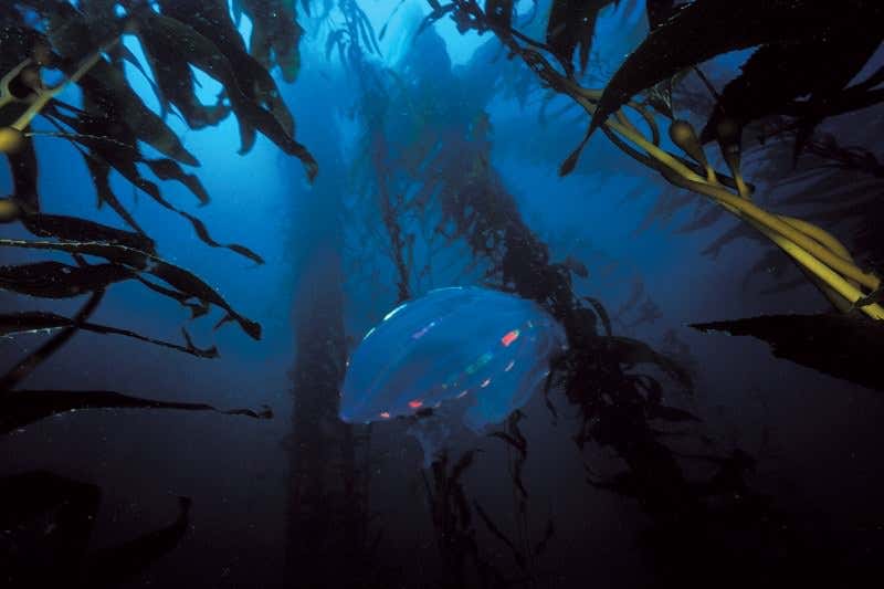 New Scientist. Science news and long reads from expert journalists, covering developments in science, technology, health and the environment on the website and the magazine.