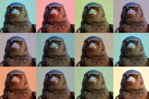 Birds do impressions – it's time to take them seriously