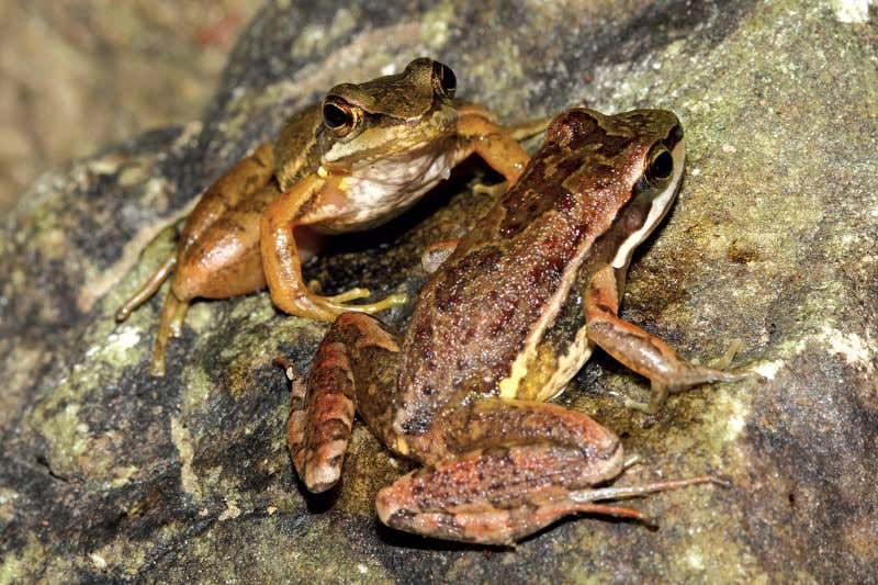 New Scientist. Science news and long reads from expert journalists, covering developments in science, technology, health and the environment on the website and the magazine.