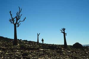 The first complex life on Earth got eaten to extinction