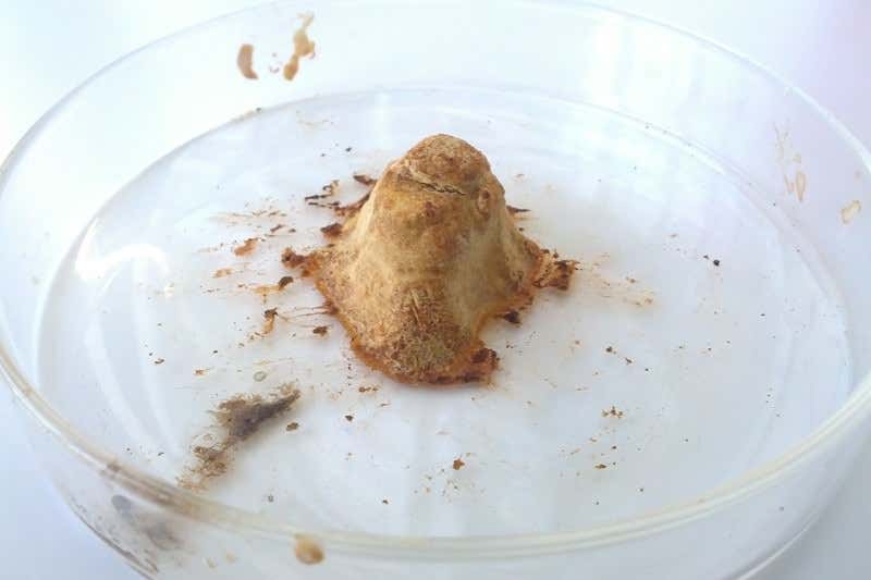 3D printed horns may put rhinos at greater risk of extinction