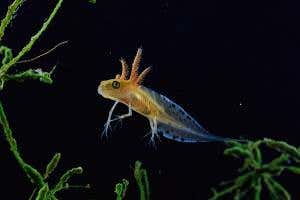 Deadly skin-eating fungus threatens UK's great crested newt