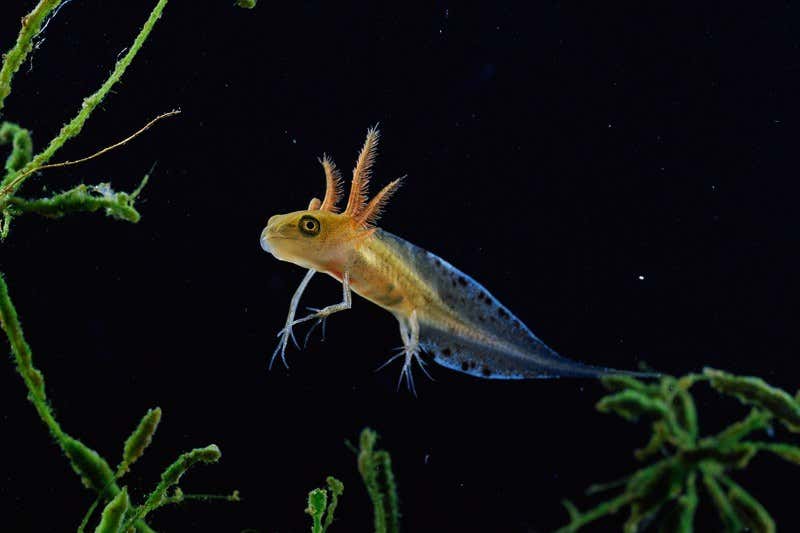 New Scientist. Science news and long reads from expert journalists, covering developments in science, technology, health and the environment on the website and the magazine.