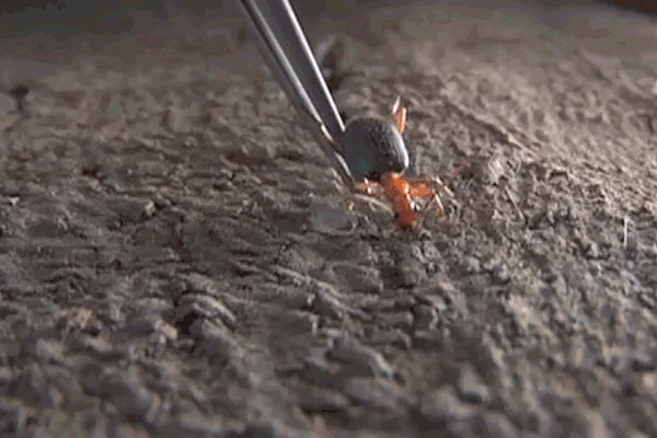 New Scientist. Science news and long reads from expert journalists, covering developments in science, technology, health and the environment on the website and the magazine.