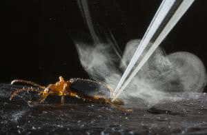 Beetle blasts toxic spray of hot chemicals from its rear end