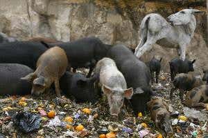 New Urbanist: Our infrastructure is expanding to include animals