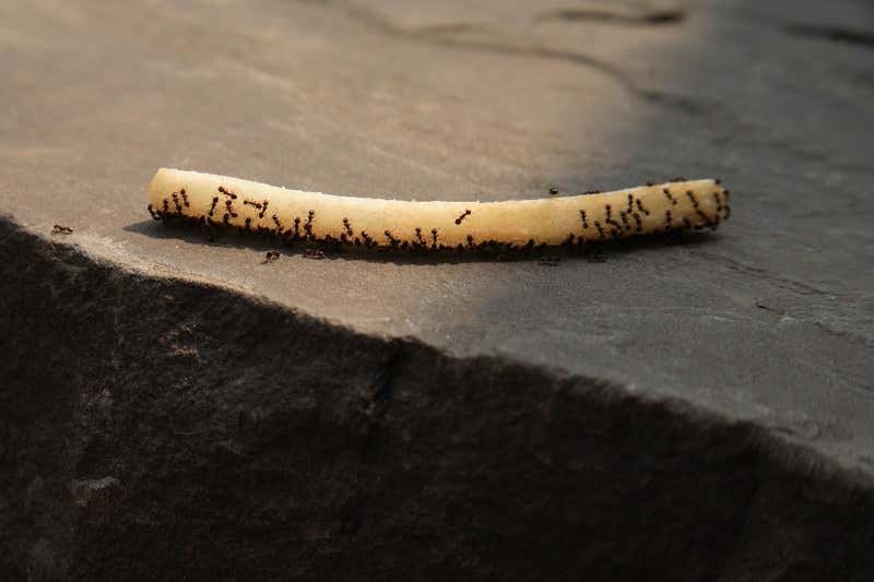 New Scientist. Science news and long reads from expert journalists, covering developments in science, technology, health and the environment on the website and the magazine.