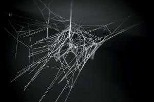 Spiders sprayed with graphene or carbon nanotubes spin super silk