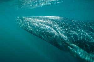 Zoologger: The mammal with the stretchiest nerves on the planet