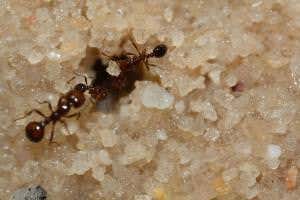 Fire ants roll 'snowballs' to dig a tunnel