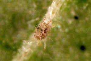 Zoologger: Necrophiliac spider mite prefers its mate dead