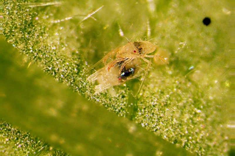 Zoologger: Necrophiliac spider mite prefers its mate dead