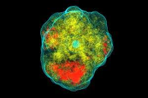Supernova blast shows stars die in lopsided explosions