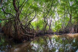 Sri Lanka first nation to promise full protection of mangroves