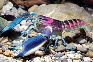 Mysterious beautiful blue crayfish is new species from Indonesia