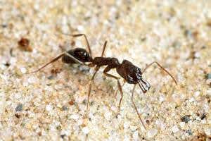 Jaw-dropping ants use their mandibles to somersault to safety