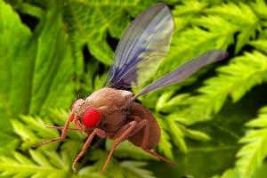 Flies share basic elements of human fear – but is it emotion?