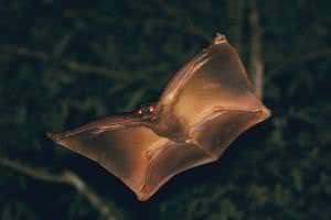 Zoologger: The clumsy tree-dweller transforms into a gliding ace