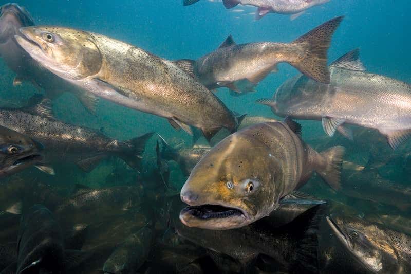 New Scientist. Science news and long reads from expert journalists, covering developments in science, technology, health and the environment on the website and the magazine.