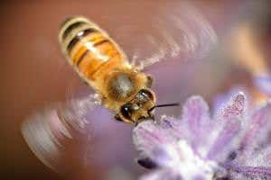 Europe is rapidly losing its biodiversity and wildlife habitats