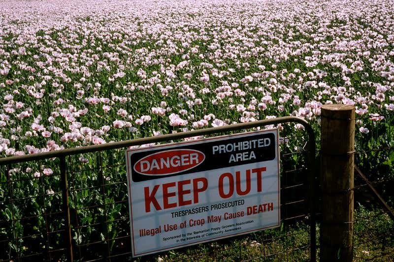 Australia is one country with a legal poppy-growing industry 