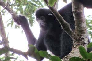 Last chance plan to save world's rarest ape, the Hainan gibbon