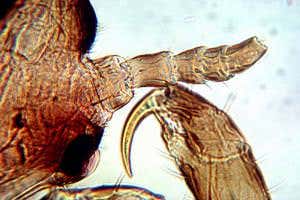 Leeuwenhoek's 'animalcules', just as he saw them 340 years ago
