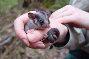 Chatting with endangered possums may be the ticket to save them