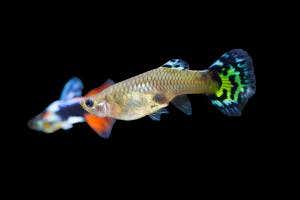 Bigger brains help female fish outwit predators and live longer