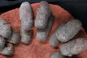 First evidence that dinosaurs laid colourful blue-green eggs