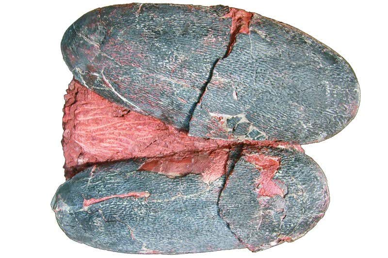 New Scientist. Science news and long reads from expert journalists, covering developments in science, technology, health and the environment on the website and the magazine.