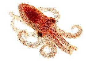 Octopus has automatic camouflage thanks to its light-sensing skin