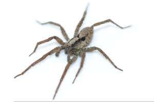 Zoologger: Musical spider purrs like a cat to attract mates