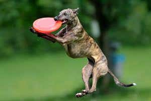 Ancient DNA suggests dogs split from wolves 40,000 years ago