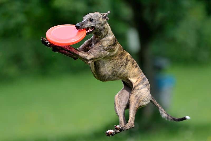 New Scientist. Science news and long reads from expert journalists, covering developments in science, technology, health and the environment on the website and the magazine.