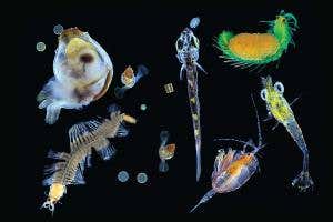 Ocean's microbiome has incredible diversity – and human likeness
