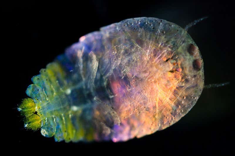 Ocean's microbiome has incredible diversity – and human likeness