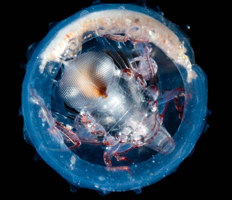 Ocean's microbiome has incredible diversity – and human likeness