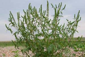 North American ragweed to bring autumn allergy misery to Europe
