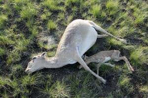 Mystery disease claims half world population of saiga antelopes