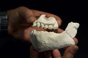New species of early human was Lucy's neighbour in Africa