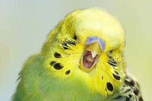 Empathetic budgies yawn when they see their peers do the same