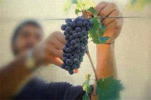 Au revoir, terroir? The science of what makes great wines tick