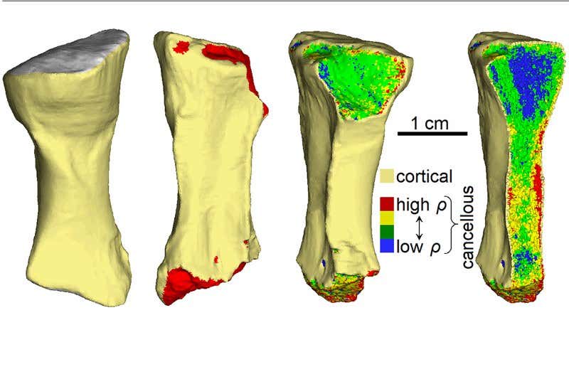 Oldest broken bone reveals our ancestors' switch to life on land