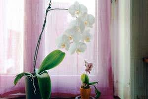 Intelligent life: Why don't we consider plants to be smart?