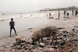 The whole hog: Unpacking our love-hate relationship with the pig