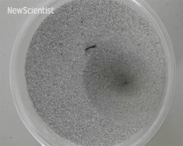 New Scientist. Science news and long reads from expert journalists, covering developments in science, technology, health and the environment on the website and the magazine.